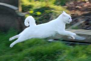 running cat